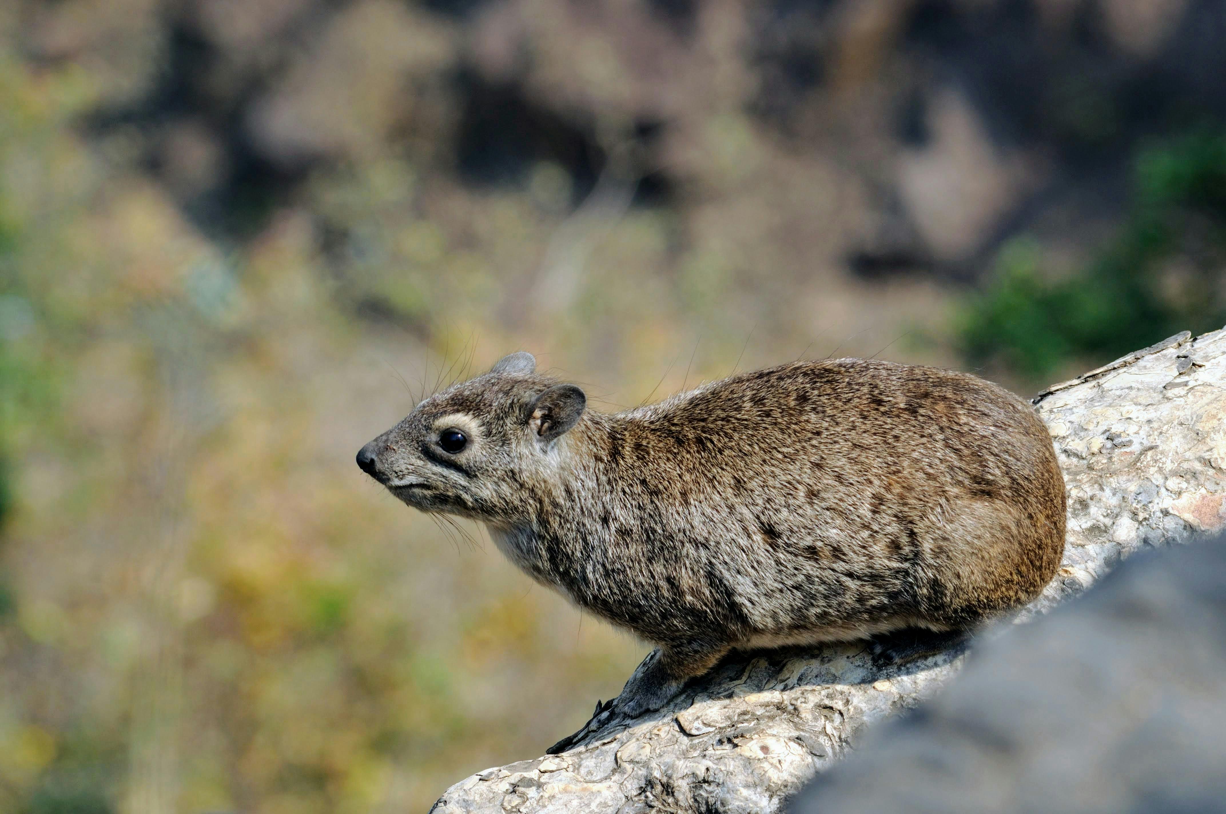 全面战争：战锤III