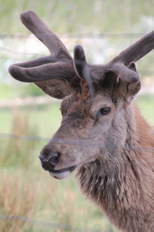 Close-Up Shot of an Elk