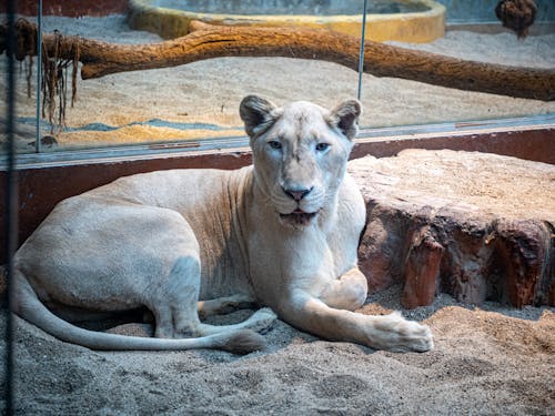 A Lioness Lying Down on the Zoo