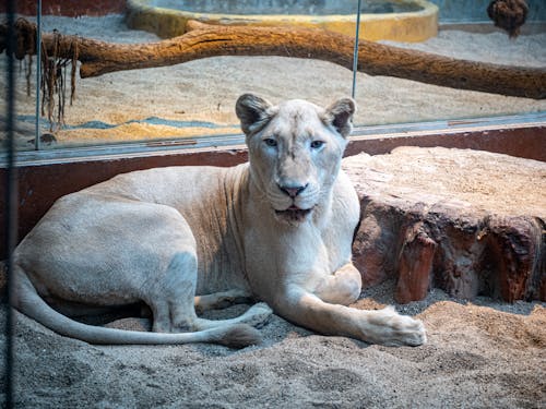 Foto profissional grátis de animais selvagens, animal selvagem, carnívoro