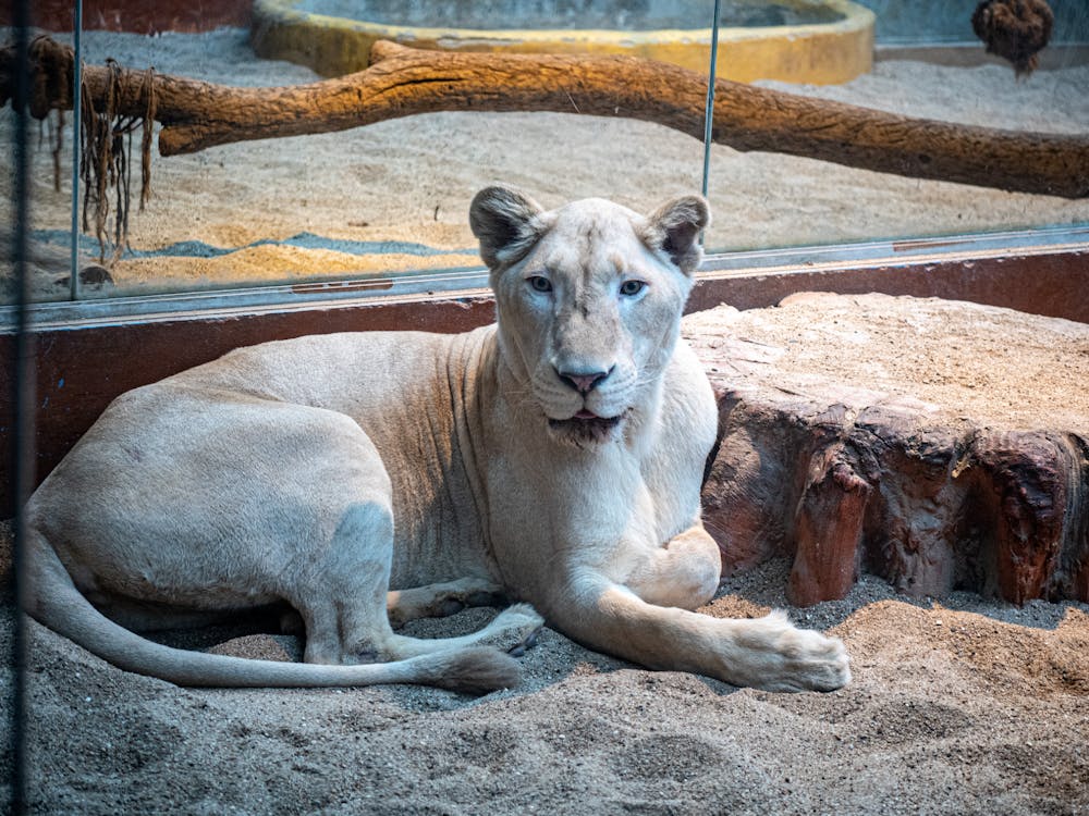 Free A Lioness Lying Down on the Zoo Stock Photo