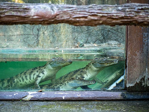 Saltwater Crocodiles in the Zoo 