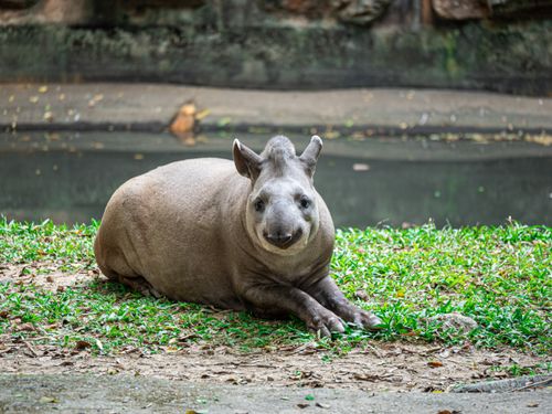 Free A South American tapir relaxing on green grass in an outdoor setting, showcasing its unique features. Stock Photo