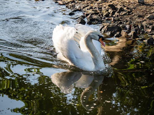Free stock photo of animal lover, swan