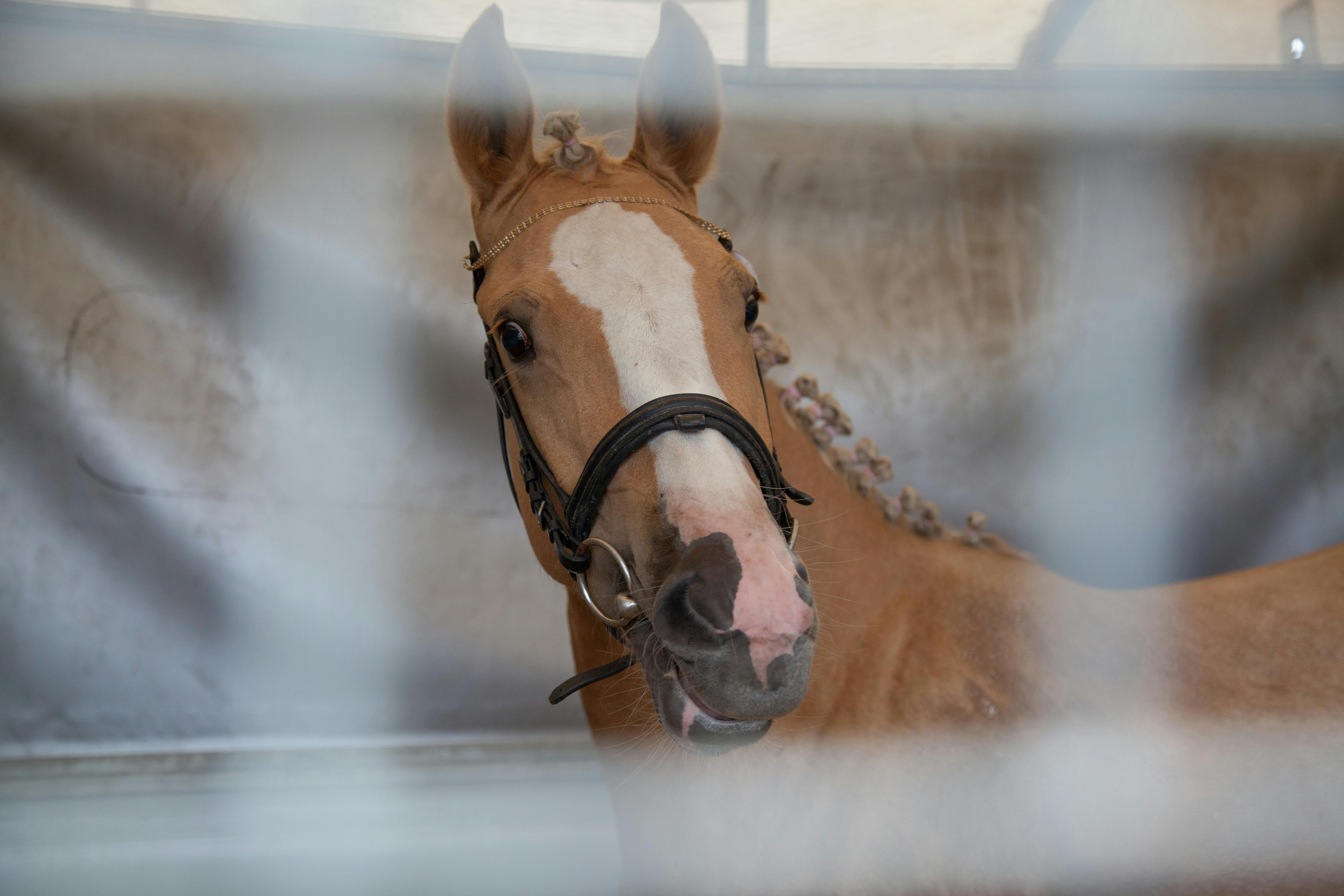 Free stock photo of horse, horse head