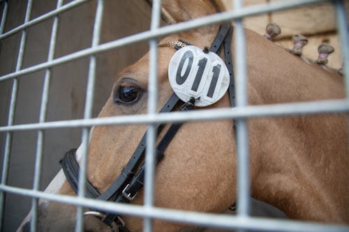 Fotografia De Close Up De Cavalo