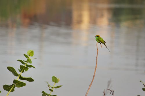 Free stock photo of green bea eater