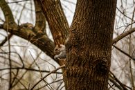 Brown Owl on Brown Tree Branch