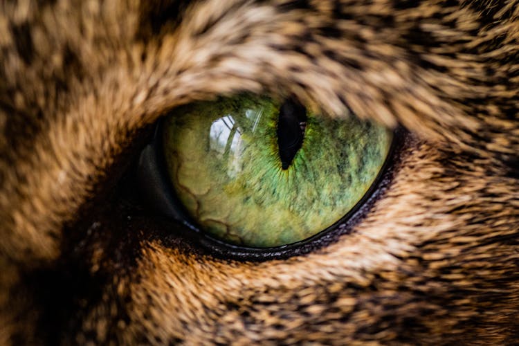 Close-Up Shot Of An Animal Eye