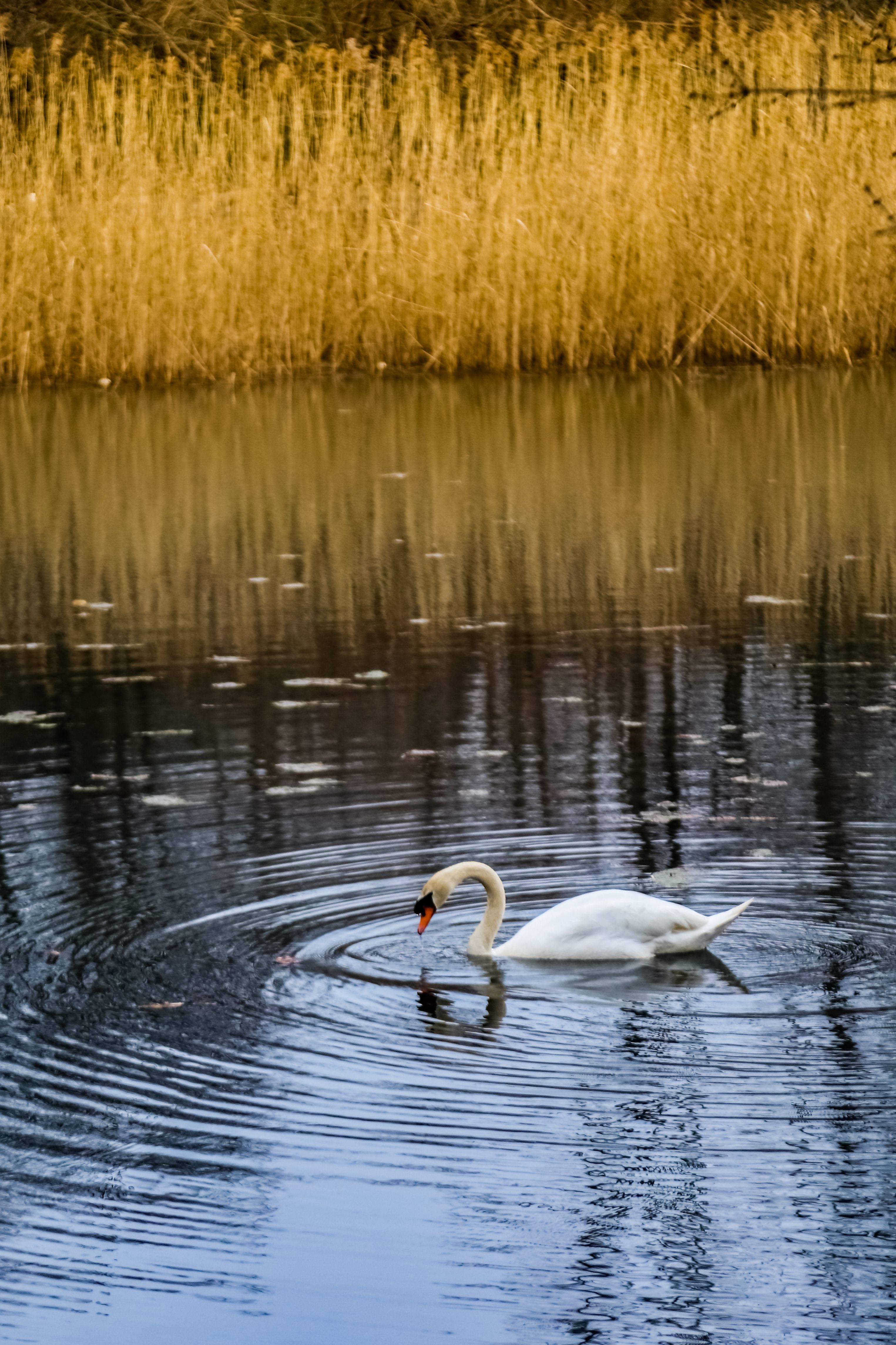 A Swan Swimming on the Pond · Free Stock Photo