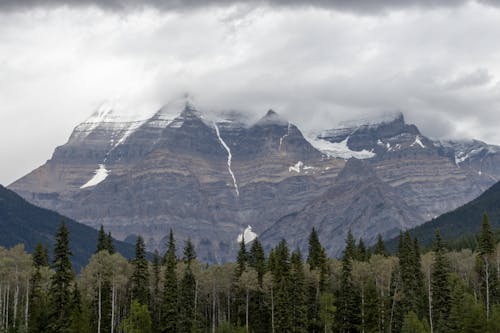 Tall Tree Near Snow Capped Mountain