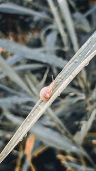 Detailed shot of a small snail on a dew-covered leaf, showcasing nature's beauty.