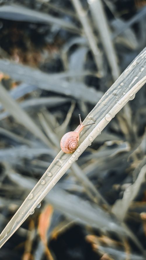 Free Detailed shot of a small snail on a dew-covered leaf, showcasing nature's beauty. Stock Photo