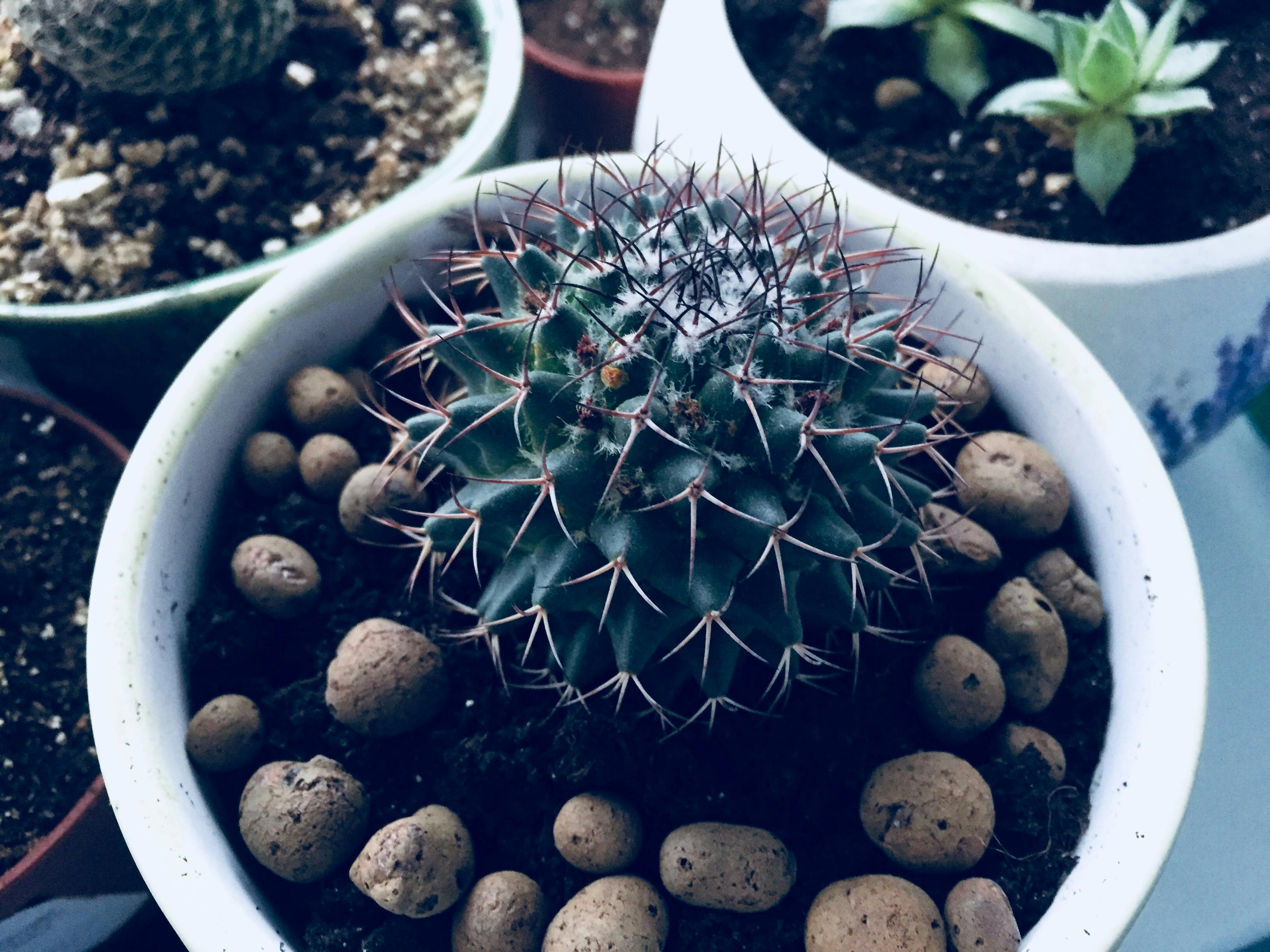 Free stock photo of cactus, indoor plant, spines