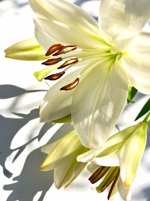 Close-Up Shot of White Lilies in Bloom