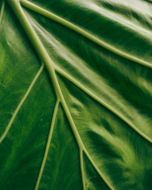 Free Green Leaf in Close Up Photography Stock Photo