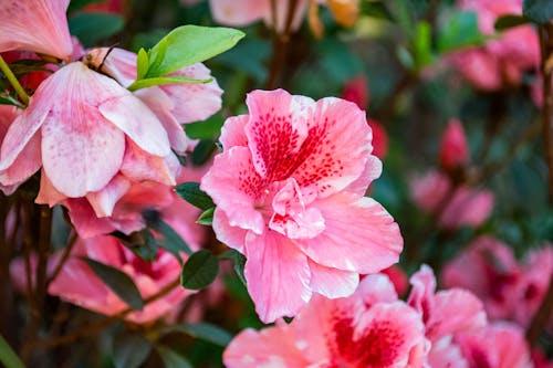 Close Upfotografie Van Hibiscusbloemen