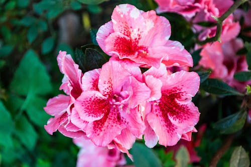 ピンクの花のクローズアップ写真