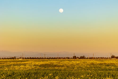 Kostenloses Stock Foto zu bäume, blumenfeld, dämmerungssonnenuntergang