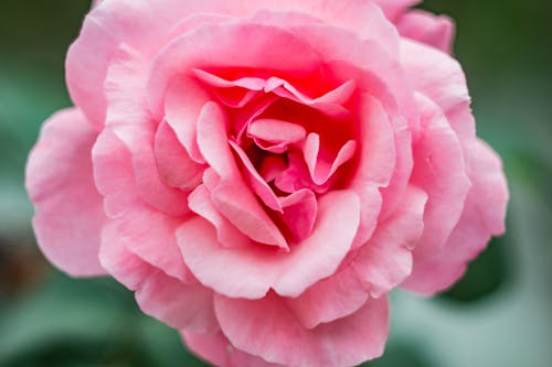 Fotografia De Close Up De Flor Rosa