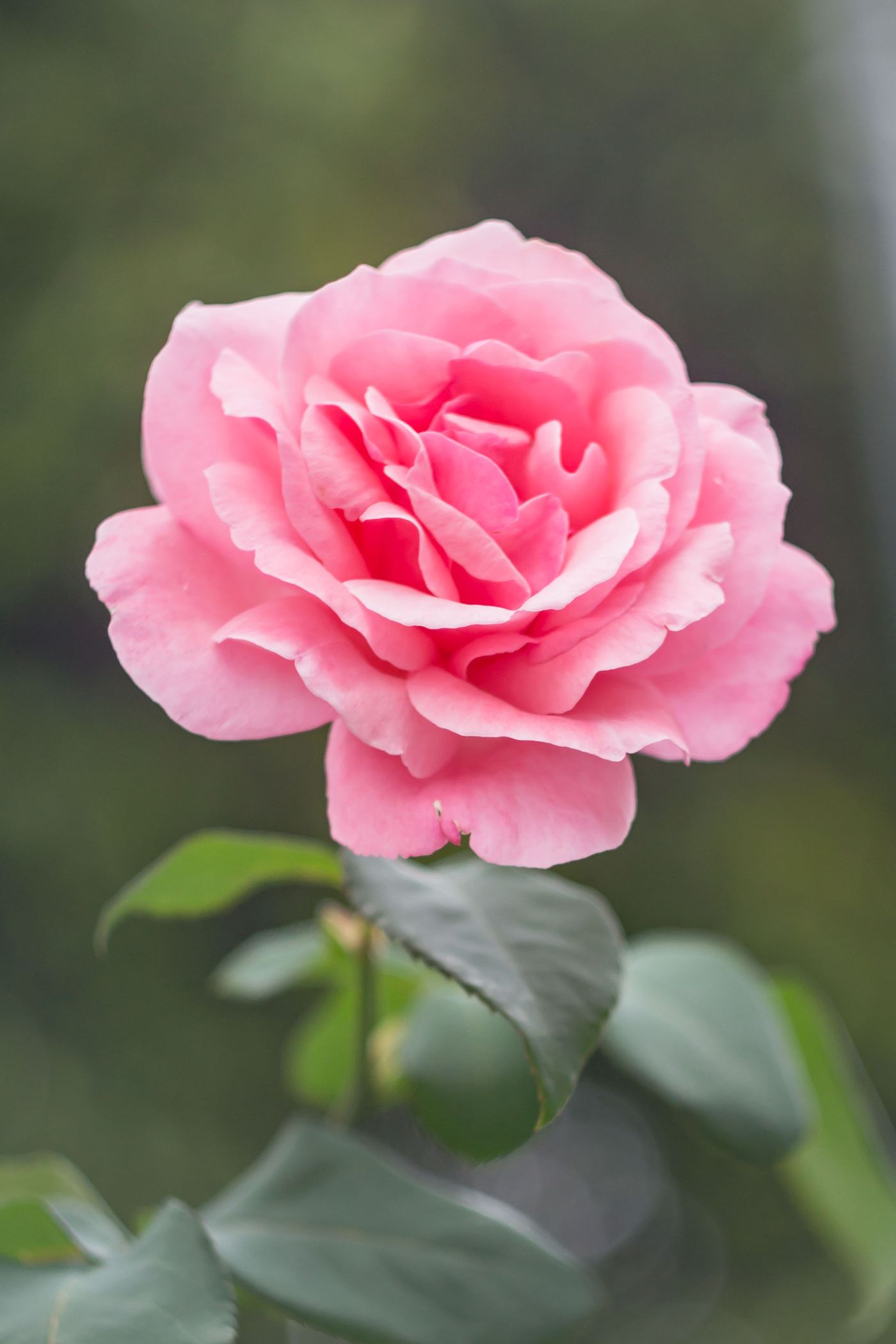 Single stem pink rose