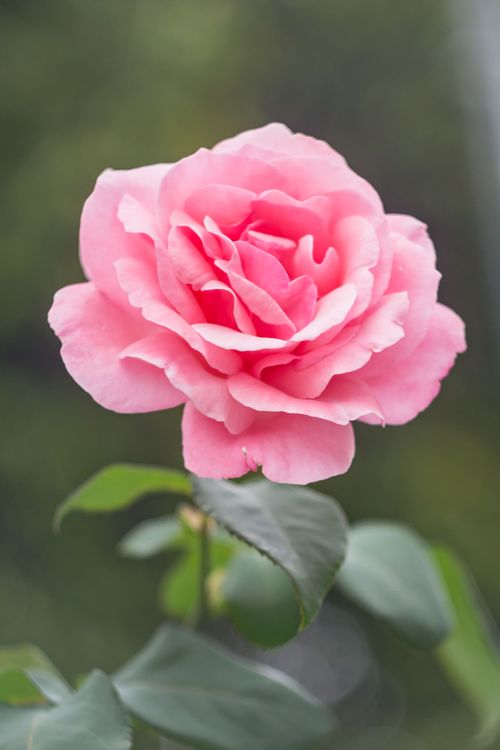 Single pink rose in soft light