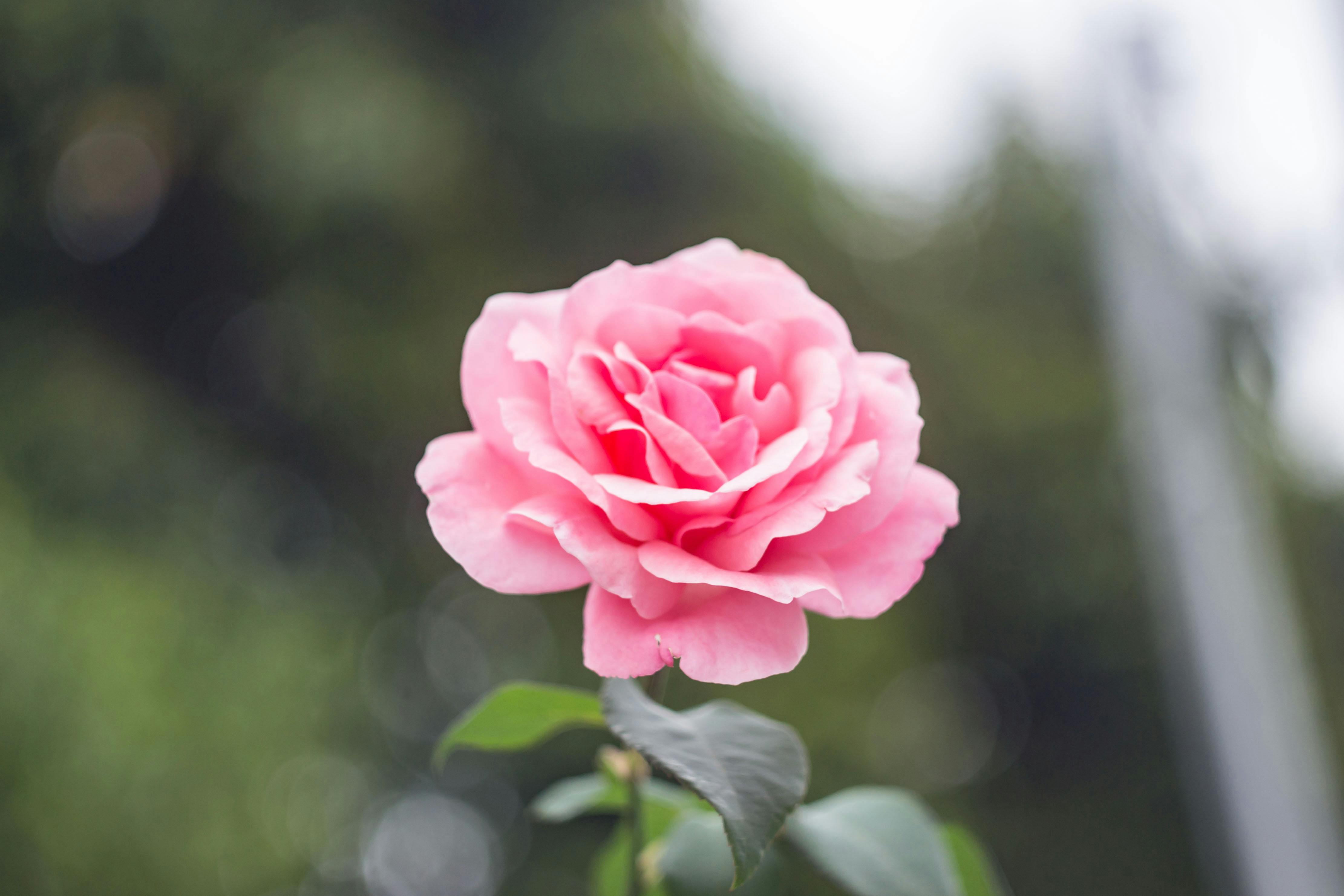 1000 Beautiful Pink Rose Blur Photos Pexels Free Stock
