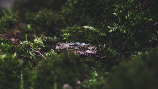 Intricate close-up view of mossy foliage capturing nature's details.