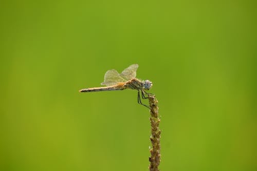 Δωρεάν στοκ φωτογραφιών με odonata, βλαστός, γκρο πλαν