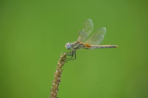 Fotos de stock gratuitas de alas, delicado, entomología