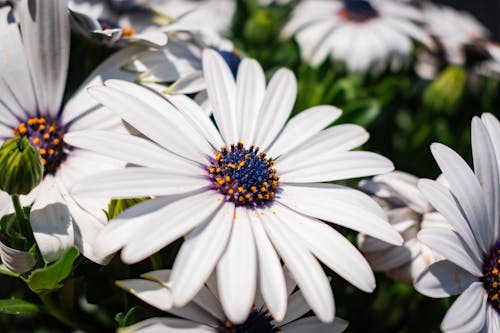 White Cape Marguerite Flowers in Close-Up Shot 