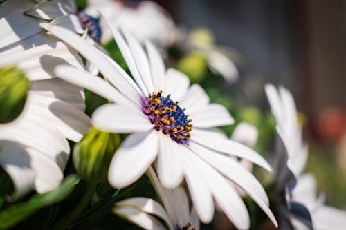 White Flower With Yellow Anther 