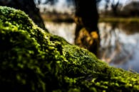 在模糊的河流背景下，以鲜艳的绿苔为中心的自然场景，唤起一片宁静