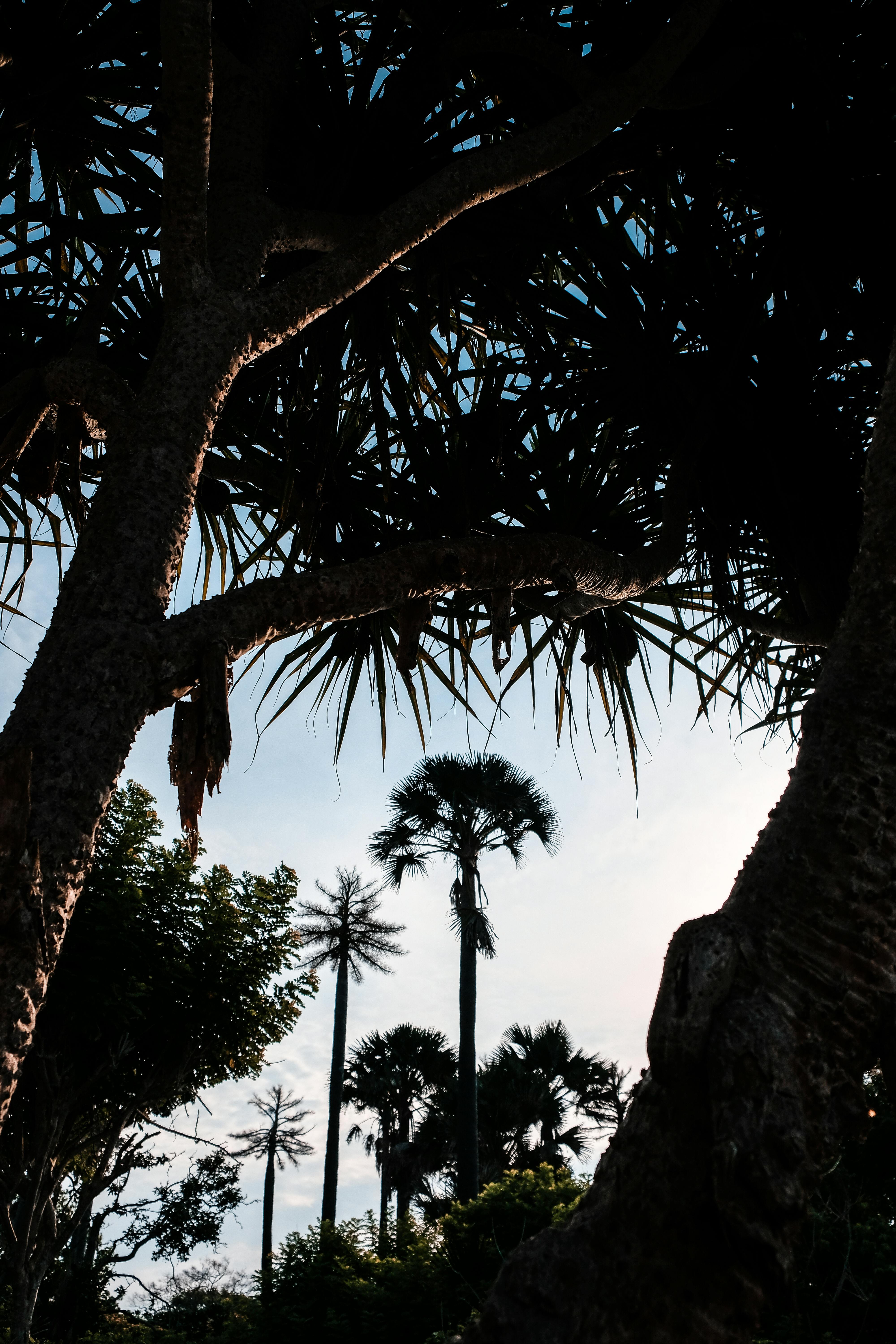 A scenic view of silhouetted palm trees against a sunset sky in Indonesia.