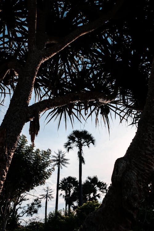 Close Up Photo Palm Trees 