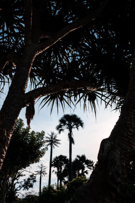 A scenic view of silhouetted palm trees against a sunset sky in Indonesia.