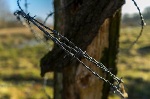 Free stock photo of barbed wire, free wallpaper, nature Stock Photo