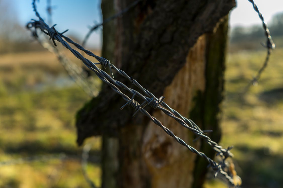 Free stock photo of barbed wire, free wallpaper, nature