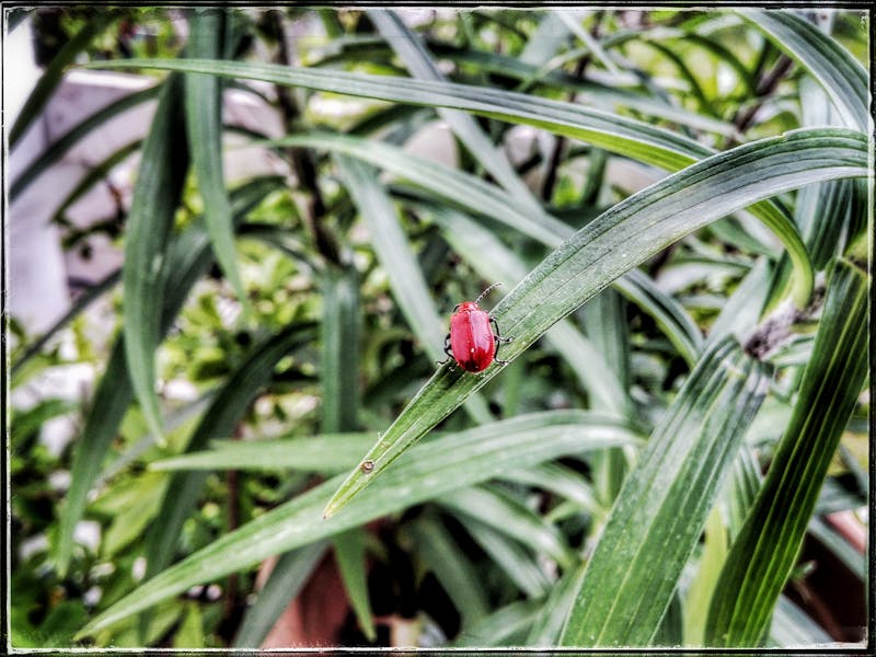 Caligrafie detaliată cu tuș negru