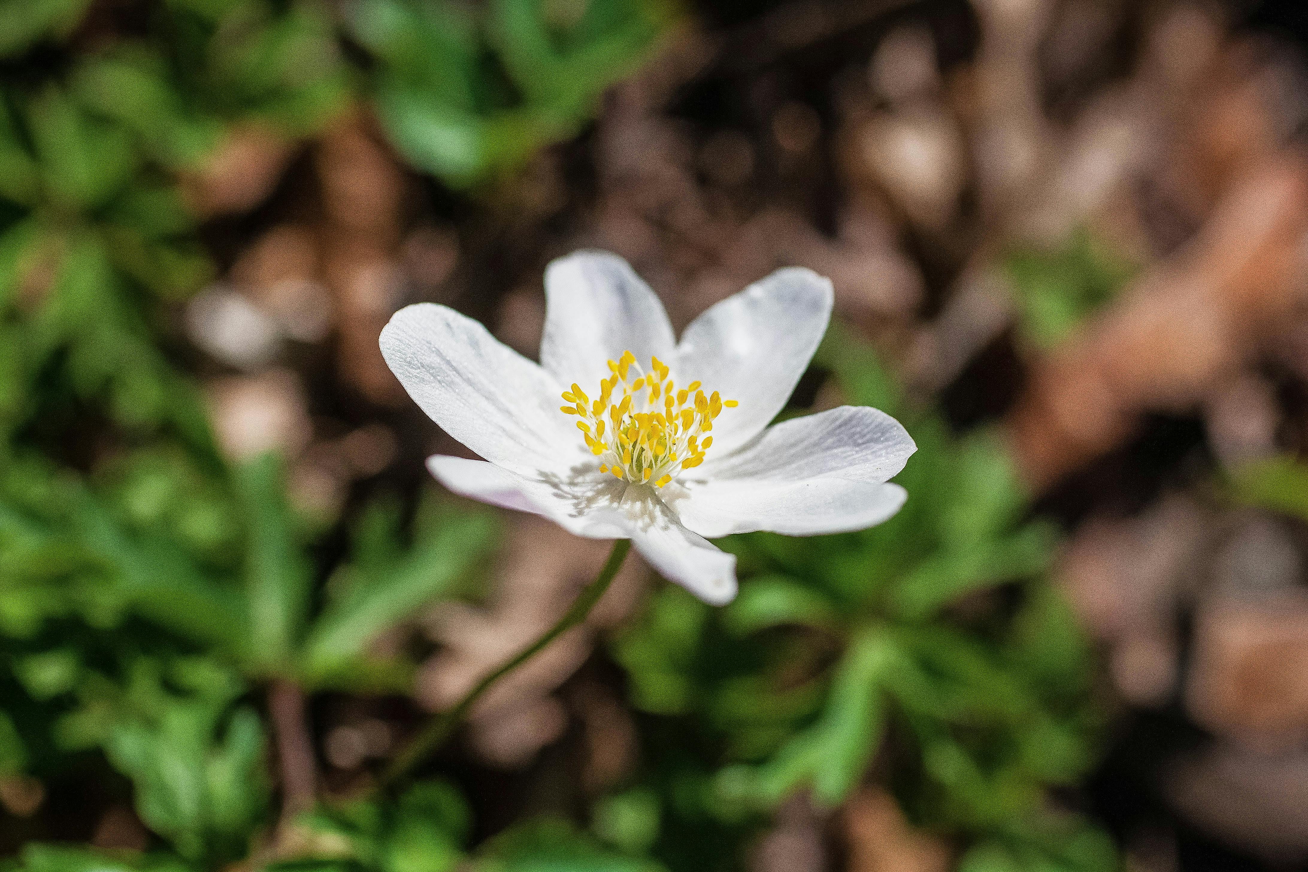 A Beautiful Wood Anemone Flower · Free Stock Photo