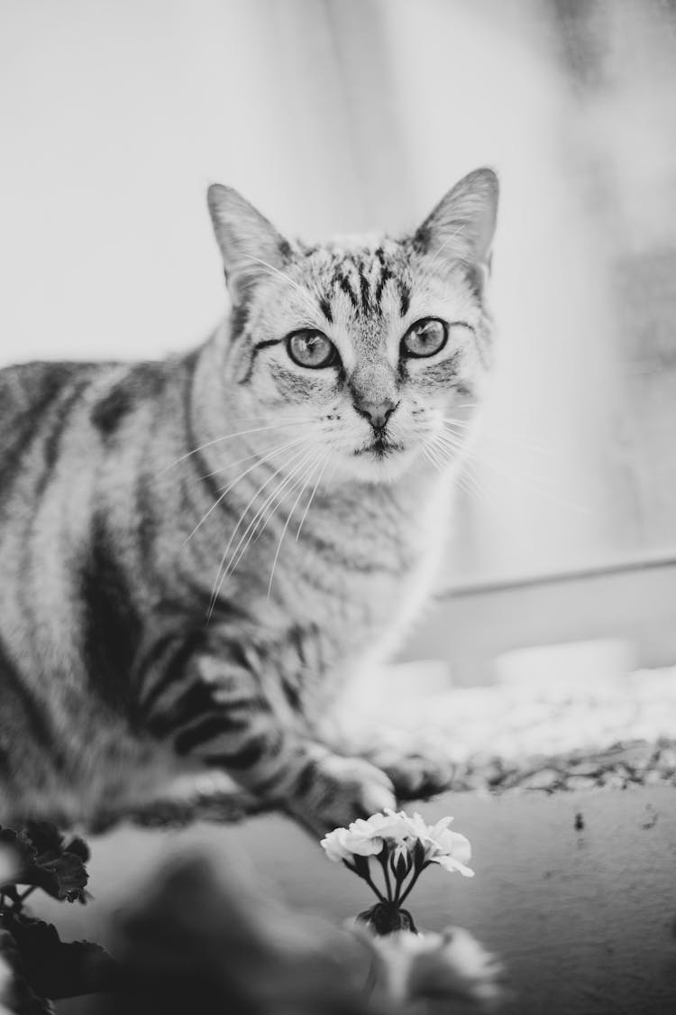 Cat On Coffee Table Near Flowers At Home