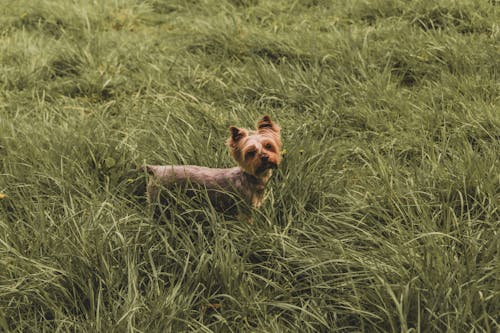 Free Cute small dog on grassy meadow Stock Photo