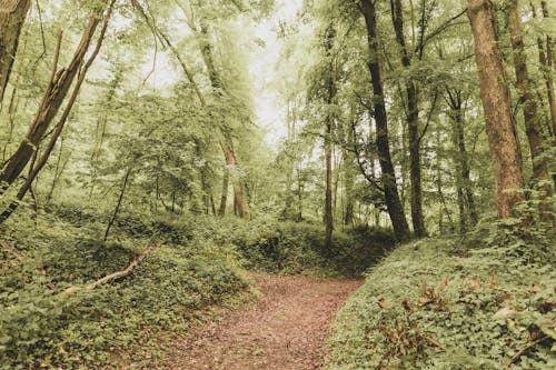 Green plants and trees near path in woods