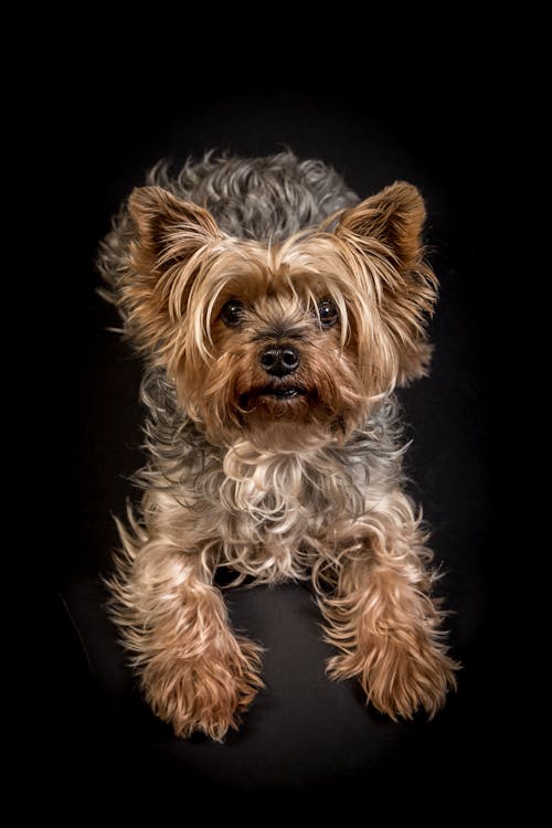 Free Small adorable Yorkshire Terrier dog with brown and gray spots lying in studio on black background while looking at camera Stock Photo