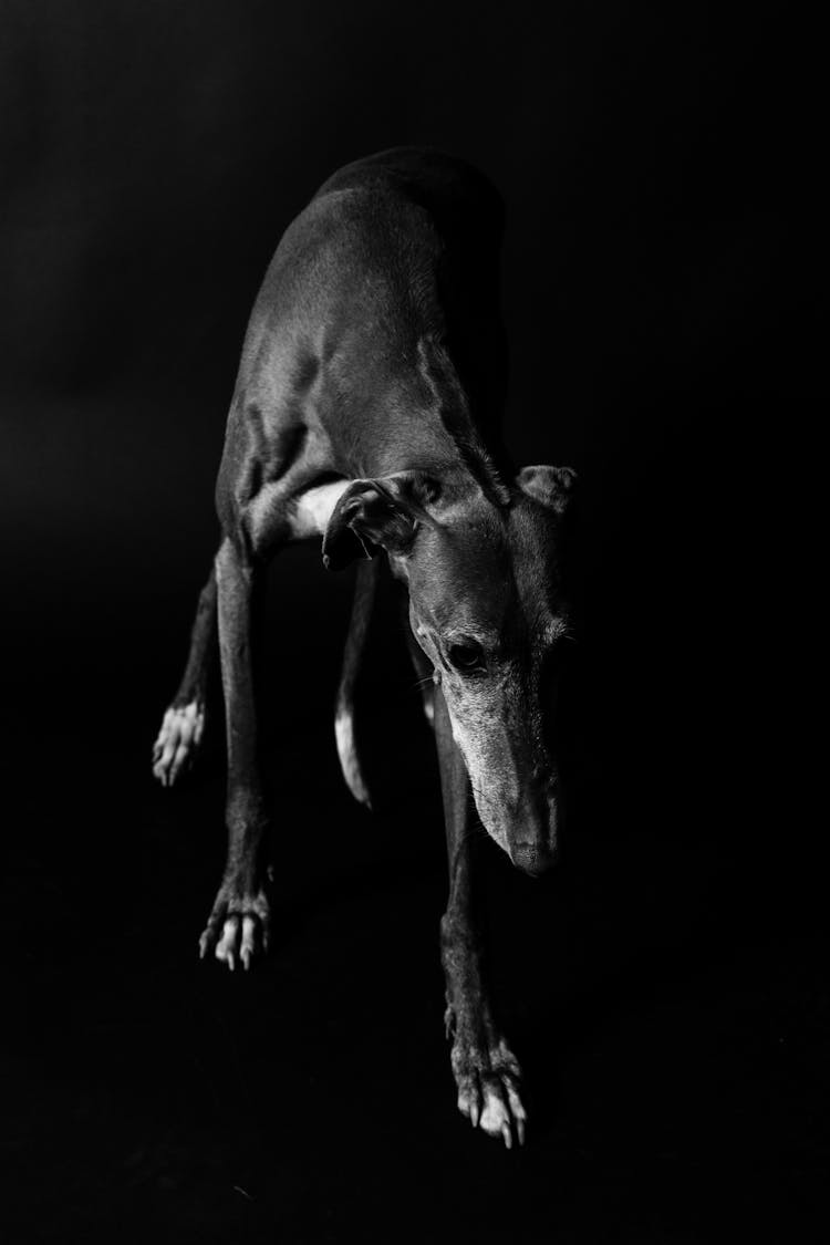 Scared Dog On Black Surface In Studio