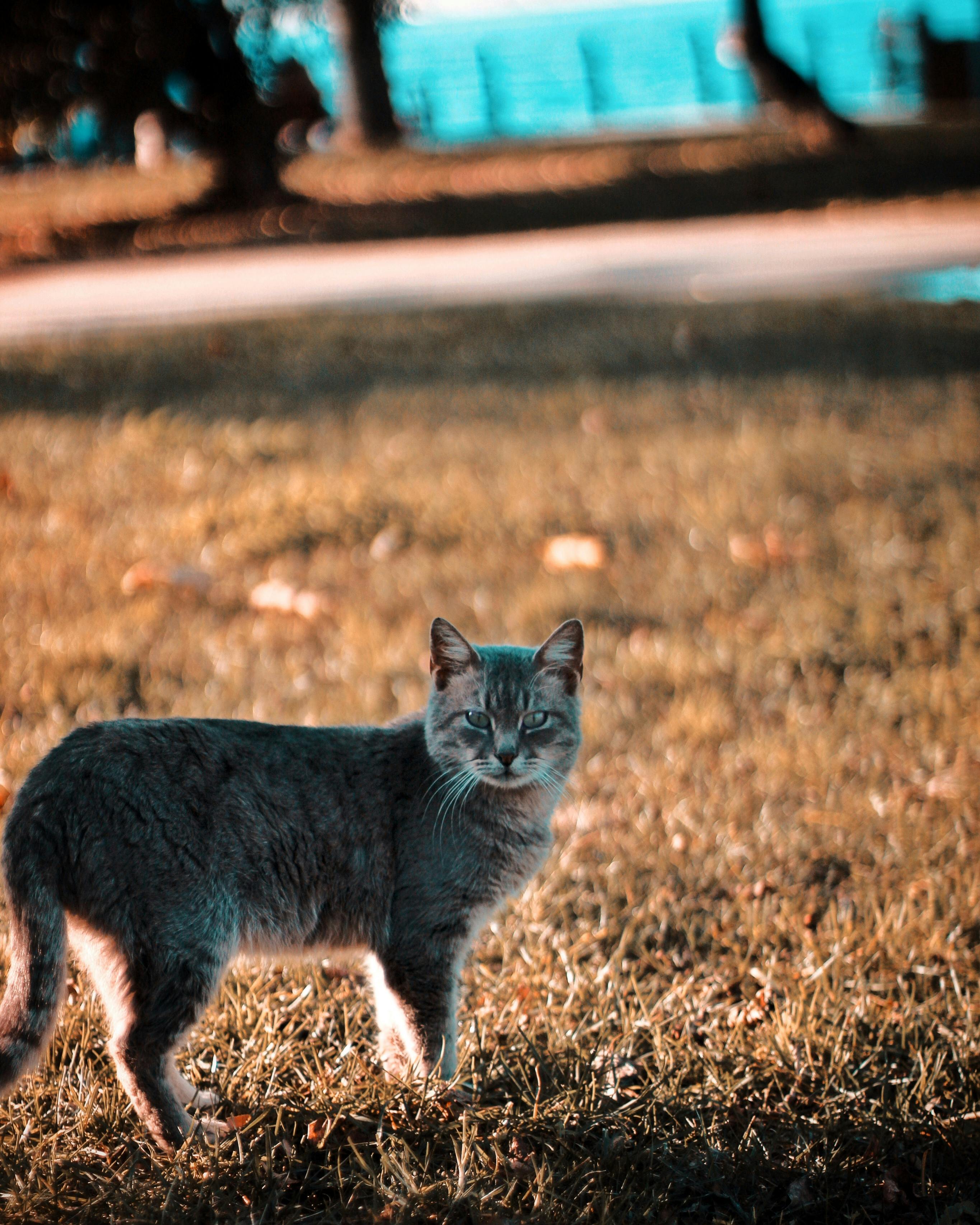 Gratuit Un Chat Gris Sur L'herbe Brune Photos
