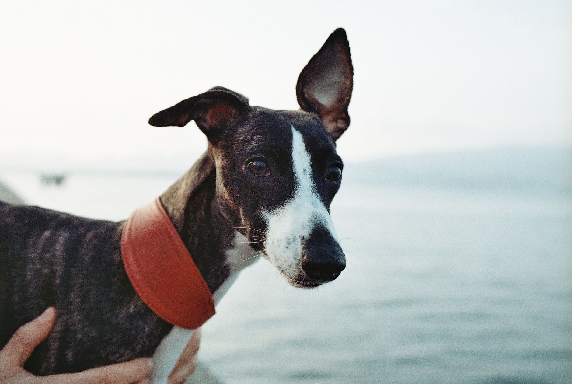 A close-up of a whippet with a red collar standing by the sea, captured in natural light.