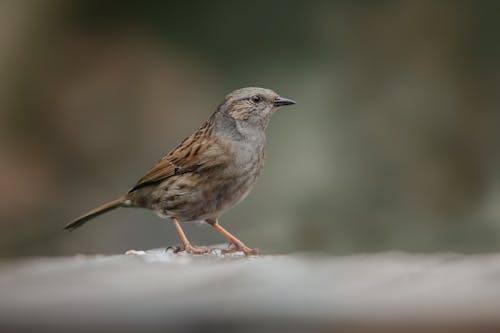 Бесплатное стоковое фото с dunnock, воробей, воробьиный