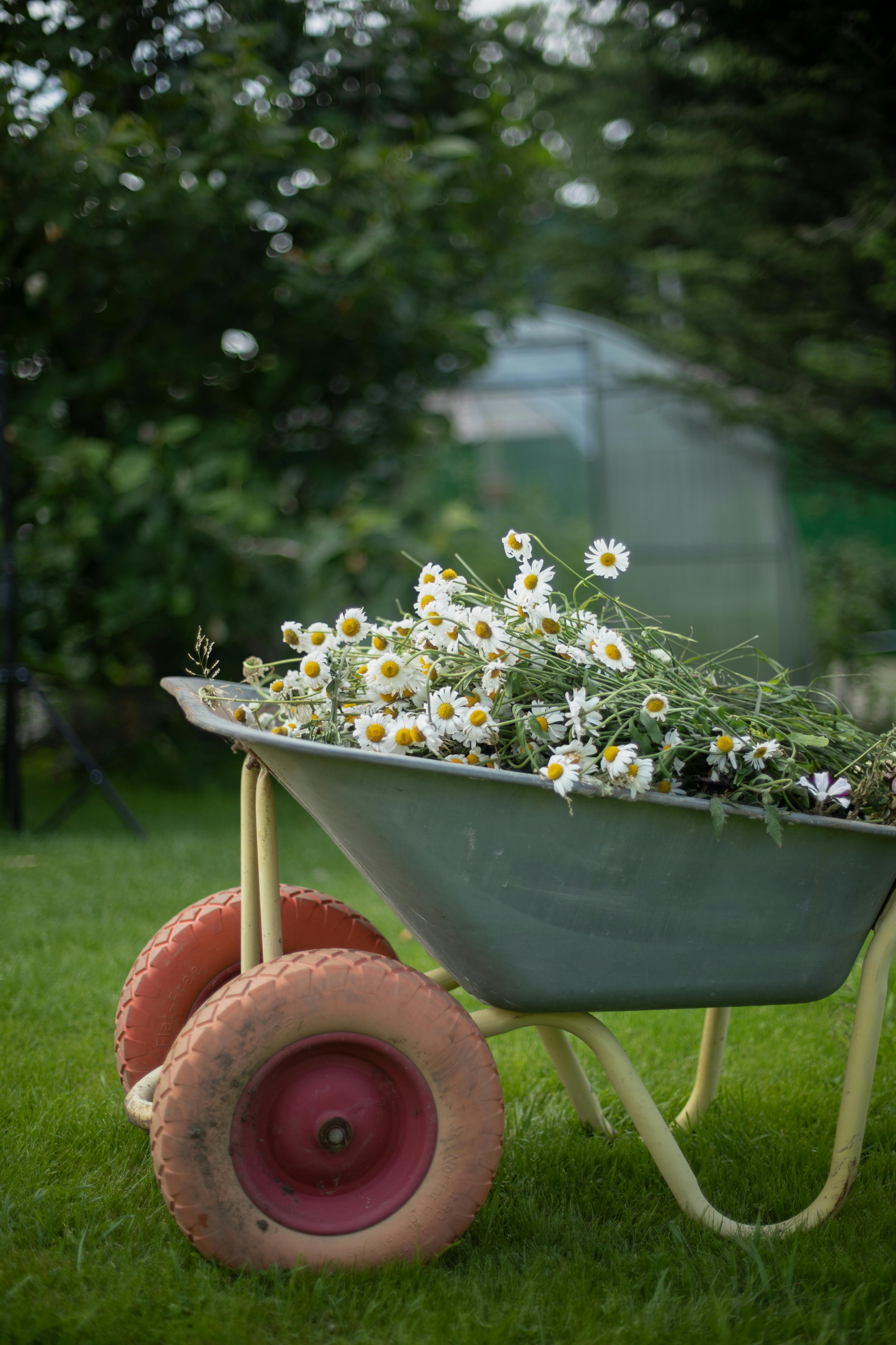 A rustic wheelbarrow filled with chamomile flowers on lush green grass in a serene garden setting.