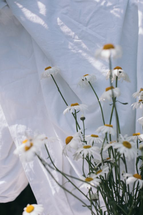 Darmowe zdjęcie z galerii z białe płatki, flora, kopiowanie